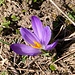 eine Blumenschönheit ...