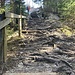 ... und Wurzelweg ...