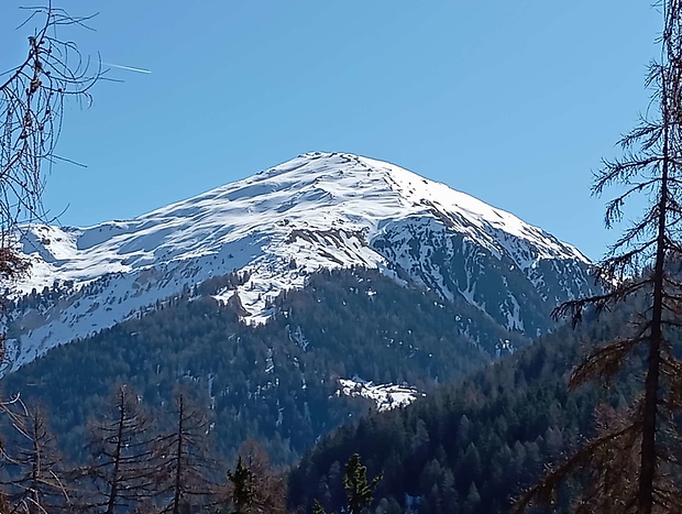 Blick aus dem Bergwald