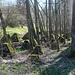 Westwall-Überrreste