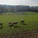 Es ist Lämmer-saison