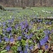 Mitten im Wald dieses schöne Polster.