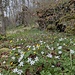 Frühlingserwachen im Wasserburger Tal.