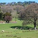 Bei Bakewell