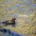 Wildlife am River Wye