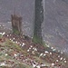ein Wald voller Schneerosen