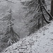 nebelige Schneestimmung