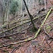 bald schon wird es wilder