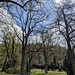 Im Alten Friedhof ein erster Blick im Frühjahr noch möglich zur Ruine...und die Sonne scheint.