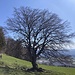 an diesem prächtigen Einzelbaum (zwischen Ankehubel und Buechmatt) vorbei halten wir auf den Durchgang in der Waldecke zu