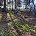 letzter, lauschiger Abschnitt im Wald den Alpweiden ...
