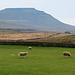 Am Ribblehead Viaduct