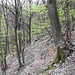 Poi si effettua un lungo traverso in un bel bosco di faggi, spostandosi infine verso sinistra.