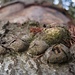 Gräbt sich da ein "Baumbeisser" aus der Rinde?