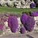 ... mit Blumendetail