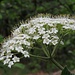 in voller Blüte