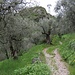 im Olivengarten