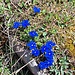 Blumen am Wegesrand