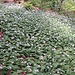 Bärlauchkolonie