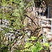 Sicherungen bei der Schlucht Gfell
