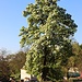 Blühender Birnbaum