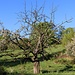 Kirschbaum, ein Ast lebt!