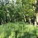 Gratrücken