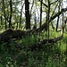 Liščí vrch (Fuchsberg), Gipfel