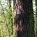Liščí vrch, Hinweis auf den TP
