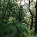 Gratrücken mit Wildwechsel