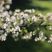 Wildkirschblüten