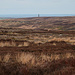 Moorland