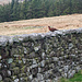 Red Grouse, oder Moorhuhn
