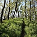 Hrušovák (Ruscholka Berg/Roscholker Berg/Roschulka Berg), Gipfel