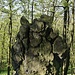 Basaltfelsen