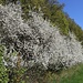 Blühgehölze