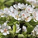 Birnenblüten