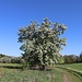 Blühende Birnbäume