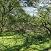 Strana, Gipfelplateau, arg verbuscht