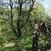 Strana, Gipfel, höchster Punkt