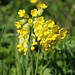 Schlüsselblumen