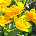 Sumpfdotterblumen erfreuen sich des Schmelzwassers der letzten Schneereste in Dorfnähe