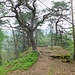 Großer Ferkelstein 