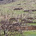 Pie grièche à tête rousse