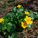 Nahaufnahme von Sumpfdotterblumen