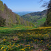 Sumpfdotterblumen vor der Aussicht in Richtung Baselbiet