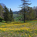Eine wunderbare Wiese voller Sumpfdotterblumen