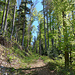 Schöner Waldweg in Richtung Passwanghöhe