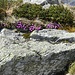 oggi una gran fioritura di Primula Irsuta
