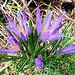 Crocus